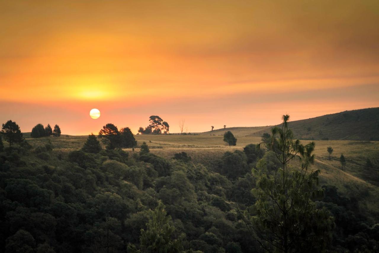Lodge Forest