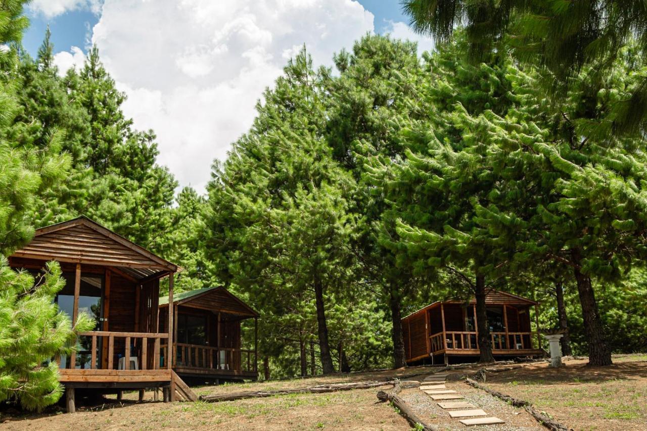 Lodge Forest