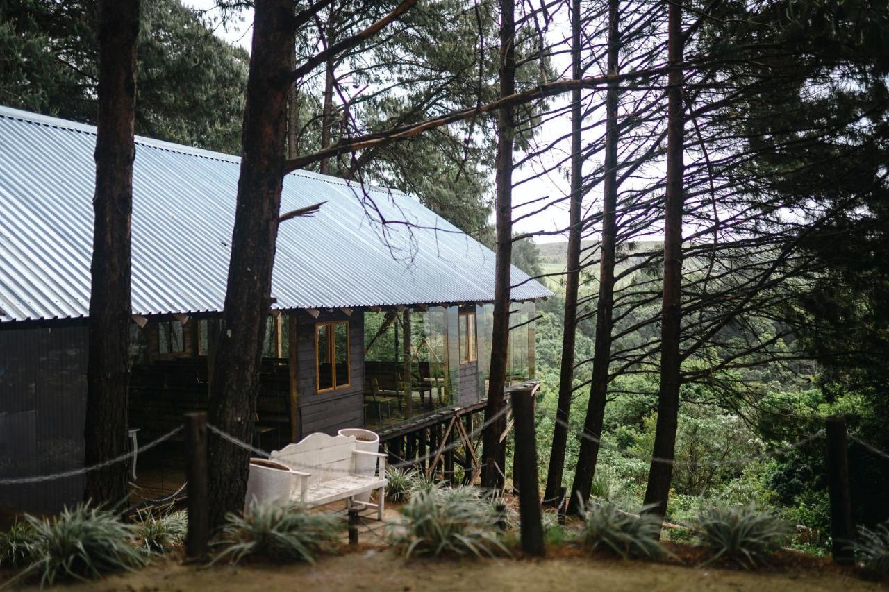 Forest Dargle
